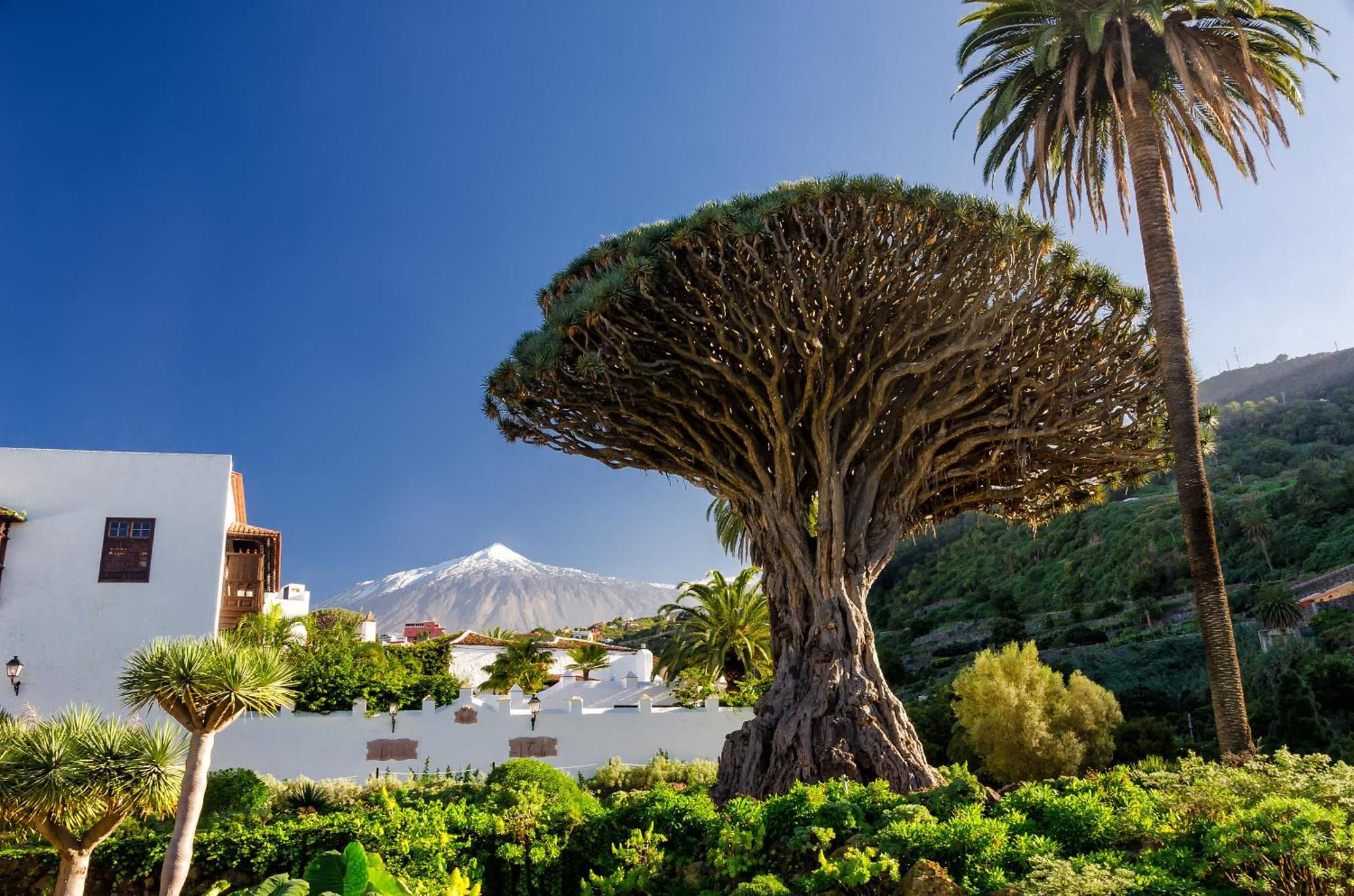 Eden Rentals Moderno Y Coqueto Estudio Con Vistas Пуерто-де-ла-Крус Екстер'єр фото
